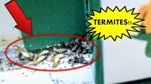 Anti Termite Treatment Malaysia